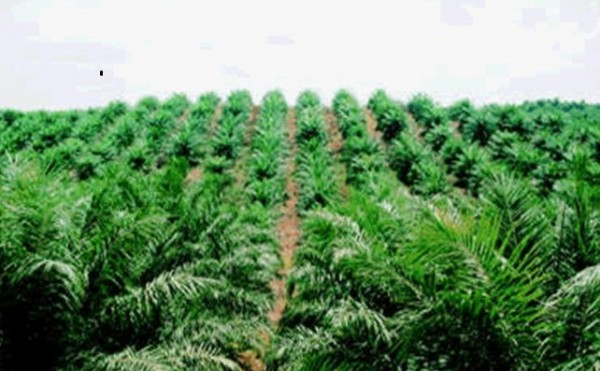 PEREMAJAAN SAWIT : Riau Replanting 30.000 Hektare